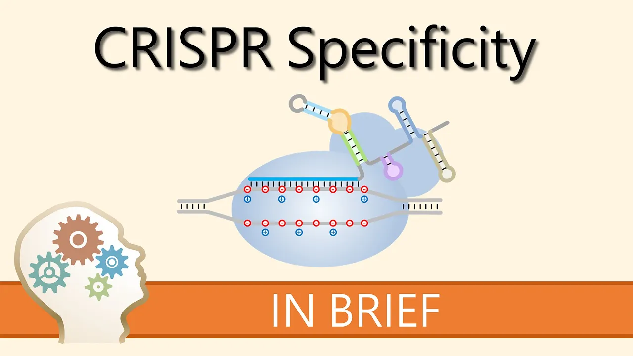 HOW TO IMPROVE CRISPR SPECIFICITY - GENE EDITING EXPLAINED!