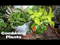 Combine your indoor plants in ONE POT to maximize SPACE