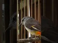 Download Lagu suara burung mantenan kecil #short