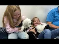 Prairie Hill Puppies - Standard Sheepadoodle Puppies For Sale