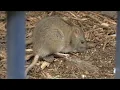 Rat City Maybe not after NYC s new trash rule goes into effect