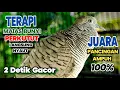 Download Lagu Perkutut lokal Gacor suara PIKAT Juara Pancingan Ampuh agar Perkutut Cepat Manggungung 
