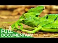 Wildlife Instincts Survival Techniques - Iguana vs Basilisk Free Documentary Nature