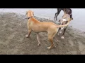 Great Dane Boxer mix the whole family