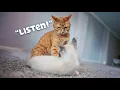 Download Lagu Kurt Teaches Gary How To Be a Cat