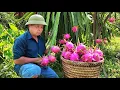 Download Lagu Today I picked ripe dragon fruit to sell at the market. My two children helped me with the gardening