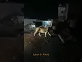Download Lagu Normal Night In Gir | Sasan Gir Forest | Gir National Park | Gir Forest | Gujarat Tourism | Gujarat