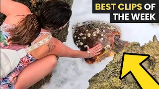 Best Animal Rescues Of The Week