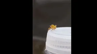 Dancing Bug Definitely Has Some Moves