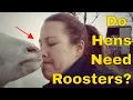Can Chickens Lay Eggs Without A Rooster