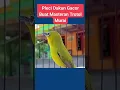 Download Lagu trending pleci gacor #shorts #trending #kicaumania #plecigacor #pleci