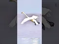 Download Lagu mini #shortsfeed flight