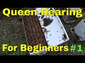Download Lagu Queen rearing for Beginners!!