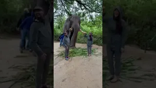 Don’t worry, he’s just comparing trunks! 🐘