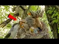 Download Lagu Burung Shrike Ekor Panjang merawat anak-anaknya dengan sangat baik @AnimalsandBirds107 
