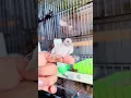 Download Lagu #shorts #viral #dove check out my second channel @SultanBhai.1 #paroot #shortvideos #greenparrot