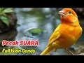 Download Lagu Kenari Gacor Durasi Panjang, Suara Kenari Untuk Terapi