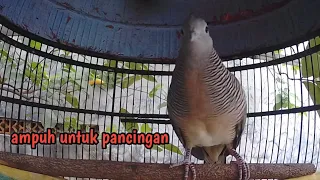 Download Perkutut lokal gacor suara nantang ampuh untuk pancingan MP3