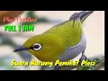 Download Lagu Suara Burung Pleci Pemikat| Full 1 Jam