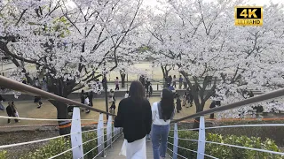 seoul forest spring walking tour packed saturday crowd