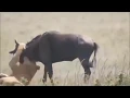 Lion vs Gnou