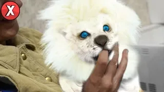 TOP 07 ANIMAIS DE ESTIMAÇÃO MAIS CAROS DO MUNDO l Almanaque x