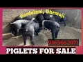Piglet for Sale Piglets in Bordoloni Dhemaji Piglet in Dhemaji Piglets in Assam 9365662071