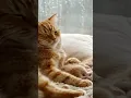Download Lagu kitten caught in the rain outside the house #cat #kitten #cute #cutecat #catshorts #貓咪日常 #aivideo