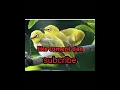 Download Lagu suara terapi pleci. di jamin pleci macet langsung nyaut ...!!!