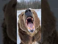 Download Lagu Como sobreviver a cada tipo de urso #shorts
