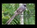Download Lagu Suara isian Murai Air dengan terapi sungai
