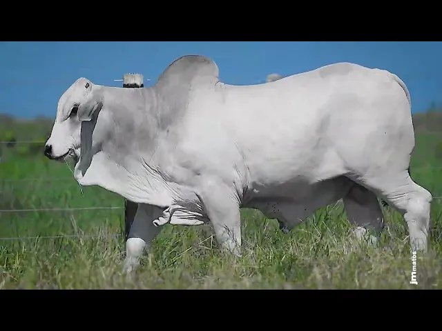 Garrote Nelore GLMP - 1629