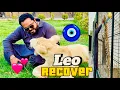 Download Lagu Hmara Leo thek ho gaya🤲aylice gone aggressive 😱(mian saqib)