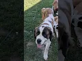 DOG PREGNANT 4 WAYS to Find out