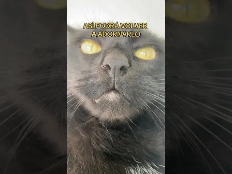 Lección 04/? #gatos