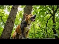 The 6 Dog Breeds That Can Incredibly Climb Trees