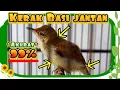 Download Lagu Cara Membedakan Kerak Basi Ramai Jantan Pada Usia Anakan