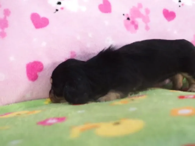動画