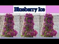 Download Lagu Blueberry Ice full bloom tura ka enkawl chhoh dan thlir ang aw #bougainvilleaflower #garden #flower