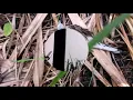 Download Lagu Air gun Hunting Philippines