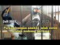 Download Lagu perawatan anakan jalak suren yang pertama kali mabung