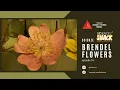 Download Lagu Brendel Flowers - Museo FST - Florence