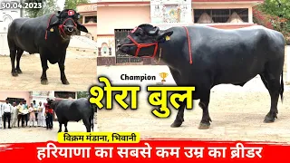champion shera bull shera bull mandhana only 20 years old breeder from mandhana villages