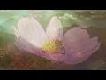 Athair Ar Neamh   -   Enya