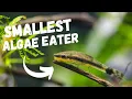 Best SMALL Algae Eating Fish TOP 7