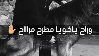 حالات واتس مهرجانات الاسد مات والكلب ساقها   مودي آمين دندنها