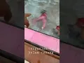 Download Lagu Tenggelam karena si adek lompat ke kolam renang #Short #shortvidio #shortyoutubevideos