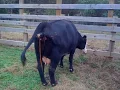 NATEPERKINS TV SHOW How To Become A Pre-Vet Student