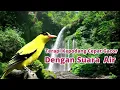 Download Lagu Terapi kepodang dengan air mengalir