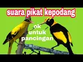 Download Lagu suara pikat kepodang || ampuh untuk pancingan dan masteran